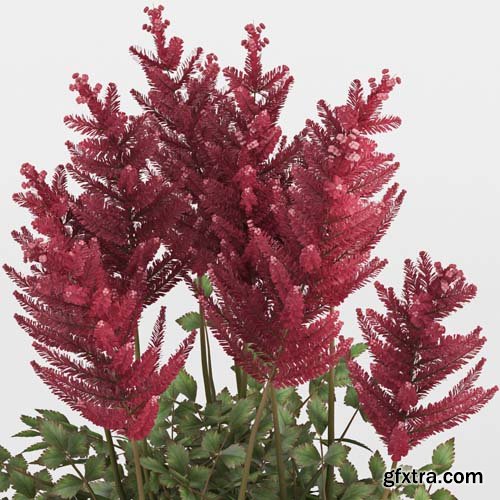 Cgtrader - Astilbe 3D model