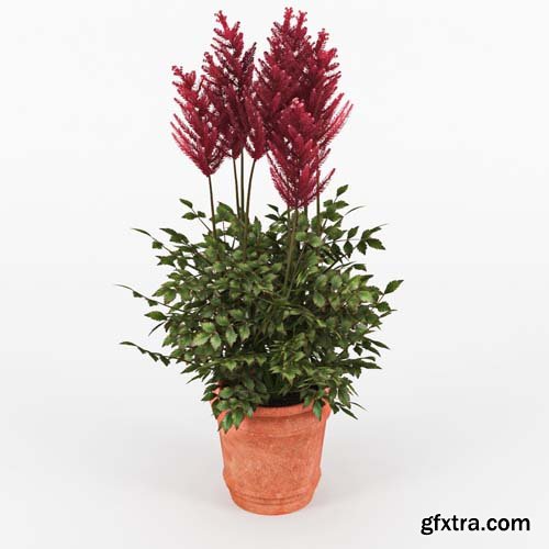 Cgtrader - Astilbe 3D model