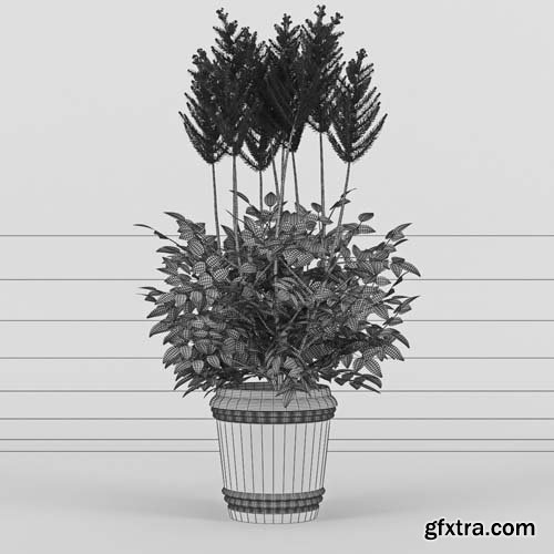 Cgtrader - Astilbe 3D model