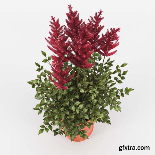 Cgtrader - Astilbe 3D model