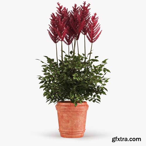 Cgtrader - Astilbe 3D model