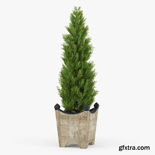 Cgtrader - Thuja 3D model