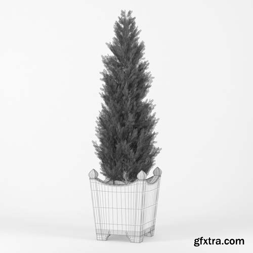 Cgtrader - Thuja 3D model