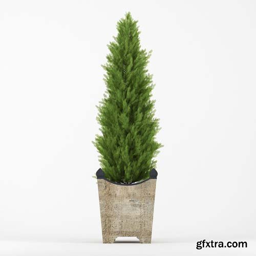 Cgtrader - Thuja 3D model