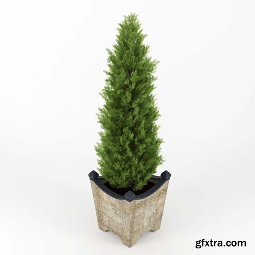 Cgtrader - Thuja 3D model