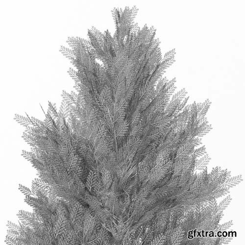 Cgtrader - Thuja 3D model