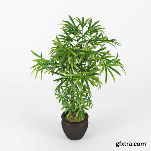 Cgtrader - Raphis Palm 3D model