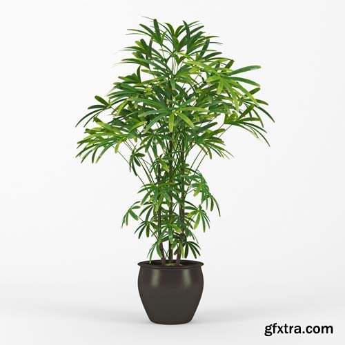 Cgtrader - Raphis Palm 3D model