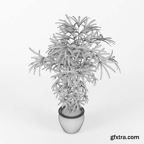 Cgtrader - Raphis Palm 3D model