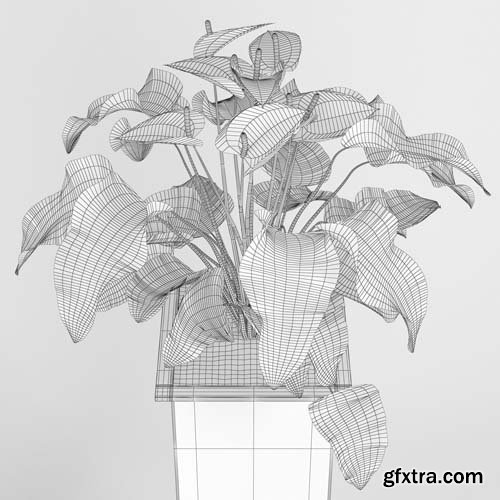 Cgtrader - Anthurium 3D model