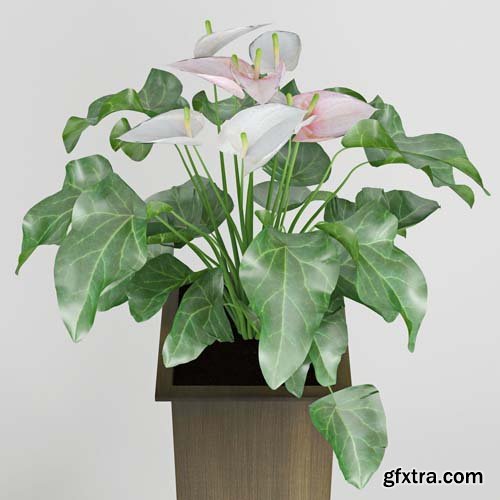 Cgtrader - Anthurium 3D model