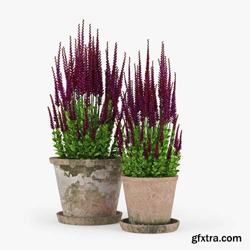 Cgtrader - Red plant Calluna 3D model