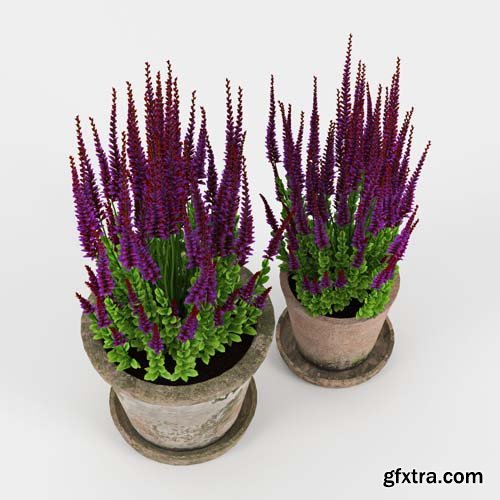 Cgtrader - Red plant Calluna 3D model