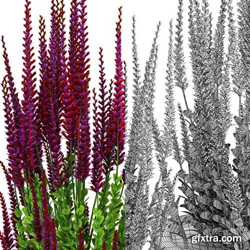 Cgtrader - Red plant Calluna 3D model