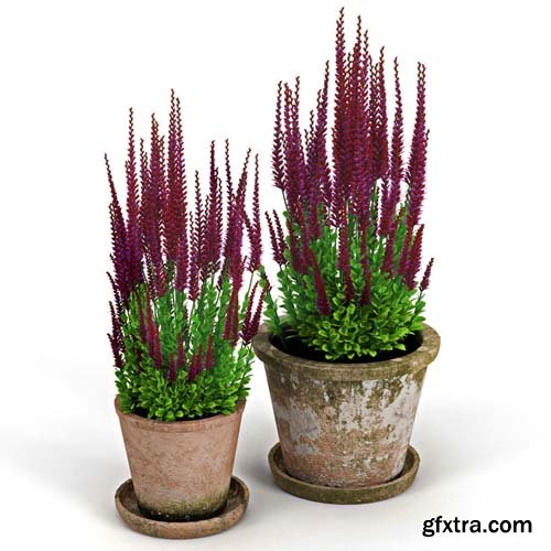 Cgtrader - Red plant Calluna 3D model