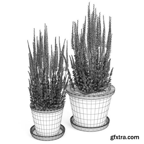 Cgtrader - Red plant Calluna 3D model