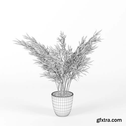 Cgtrader - Areca Palm 3D model