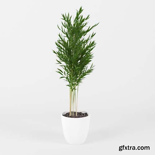 Cgtrader - Areca Palm 3D model