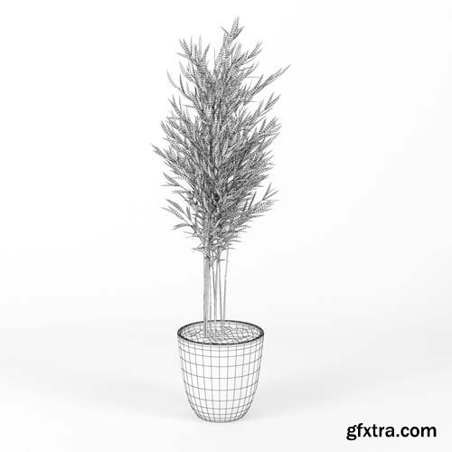 Cgtrader - Areca Palm 3D model