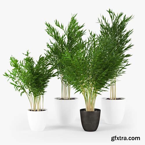 Cgtrader - Areca Palm 3D model