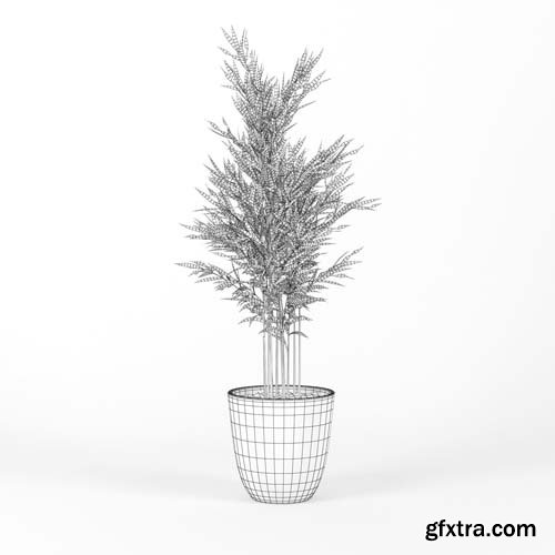 Cgtrader - Areca Palm 3D model