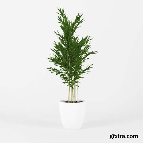 Cgtrader - Areca Palm 3D model