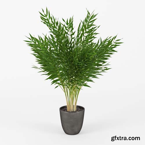 Cgtrader - Areca Palm 3D model