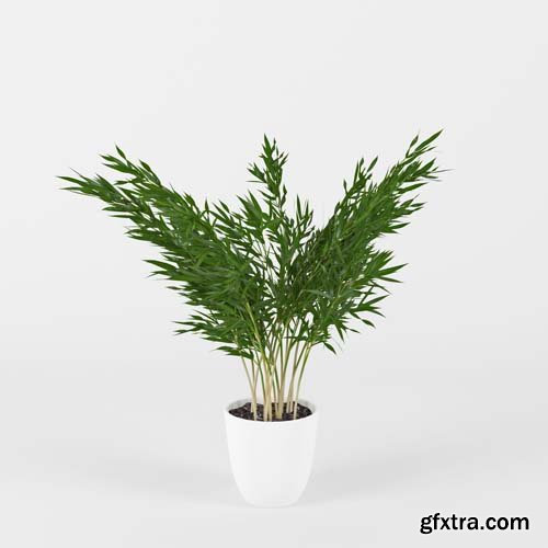 Cgtrader - Areca Palm 3D model