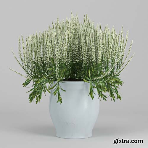 Cgtrader - Flower Calluna 3D model