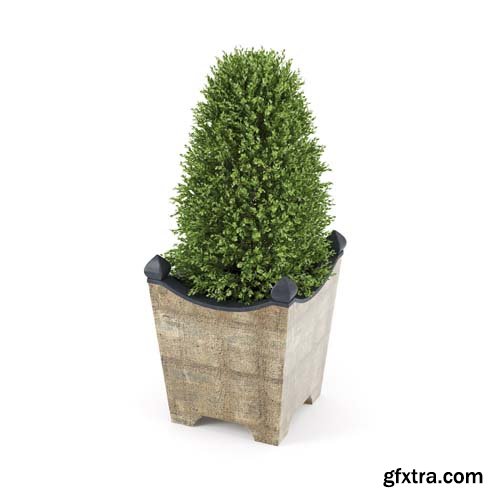 Cgtrader - BOXWOOD TOPIARY 3D model