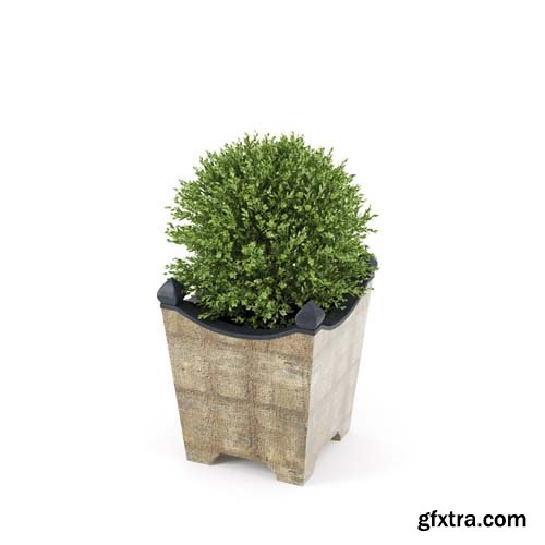 Cgtrader - BOXWOOD TOPIARY 3D model