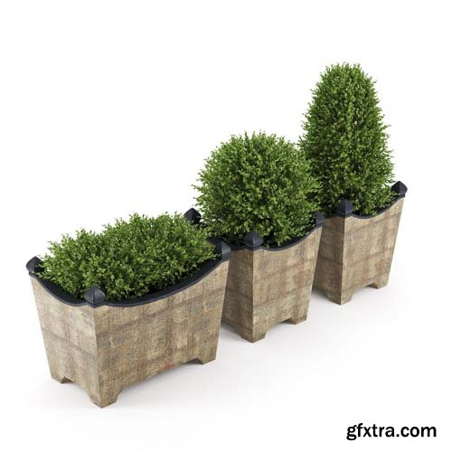 Cgtrader - BOXWOOD TOPIARY 3D model