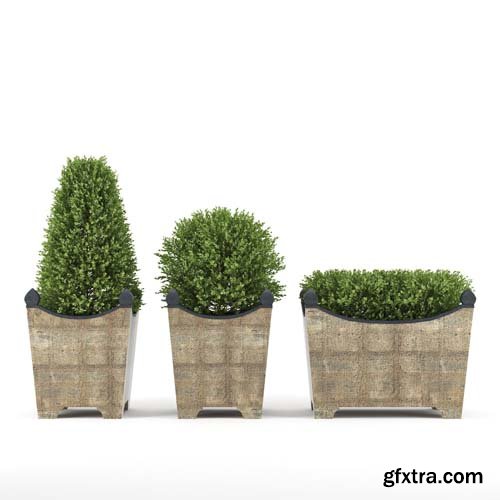 Cgtrader - BOXWOOD TOPIARY 3D model