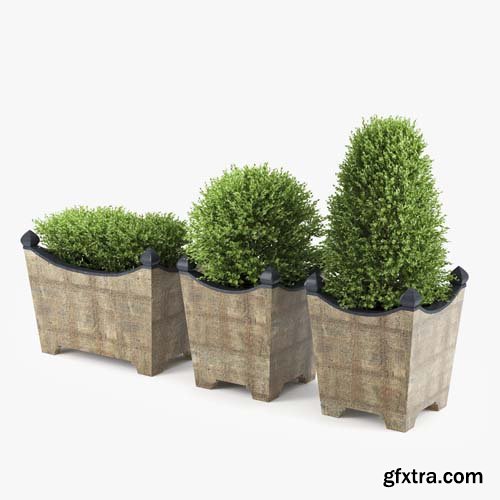 Cgtrader - BOXWOOD TOPIARY 3D model