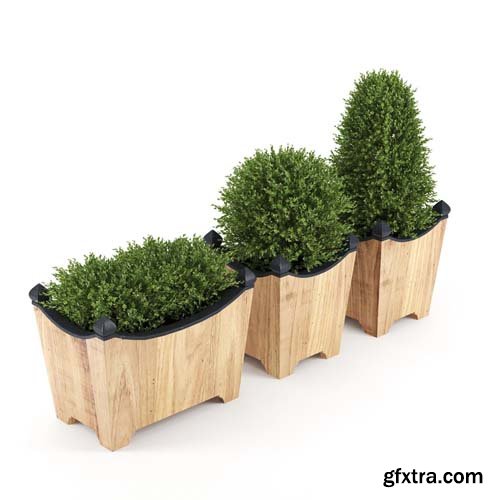 Cgtrader - BOXWOOD TOPIARY 3D model