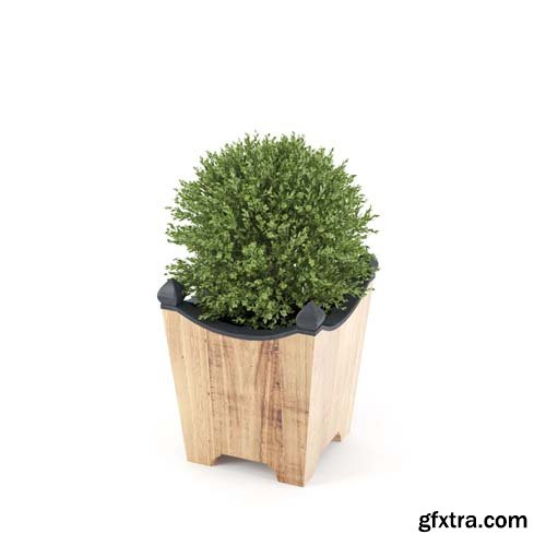 Cgtrader - BOXWOOD TOPIARY 3D model