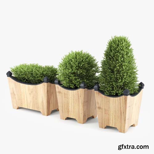 Cgtrader - BOXWOOD TOPIARY 3D model