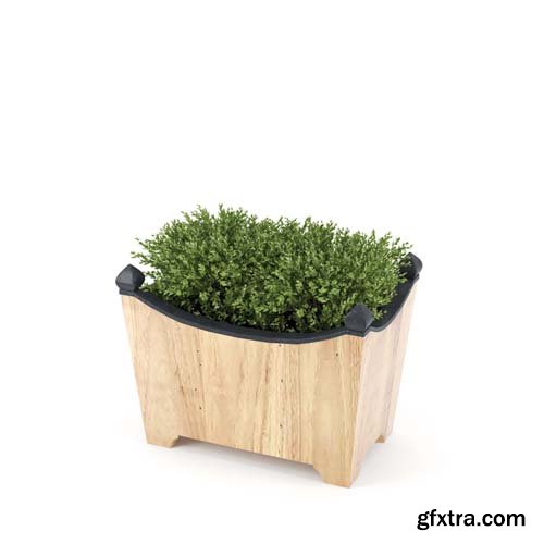 Cgtrader - BOXWOOD TOPIARY 3D model