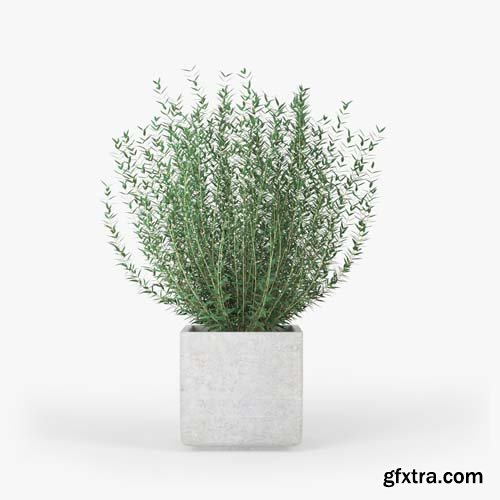 Cgtrader - Square Planters 3D model