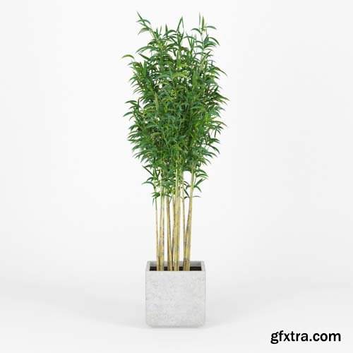 Cgtrader - Bambus Muriel Square Large Planter 3D model