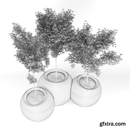 Cgtrader - Japanese Maple Concrete planter round modular contemporary 3D model