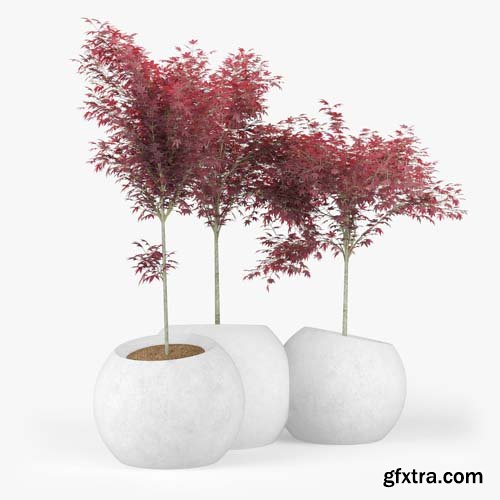 Cgtrader - Japanese Maple Concrete planter round modular contemporary 3D model