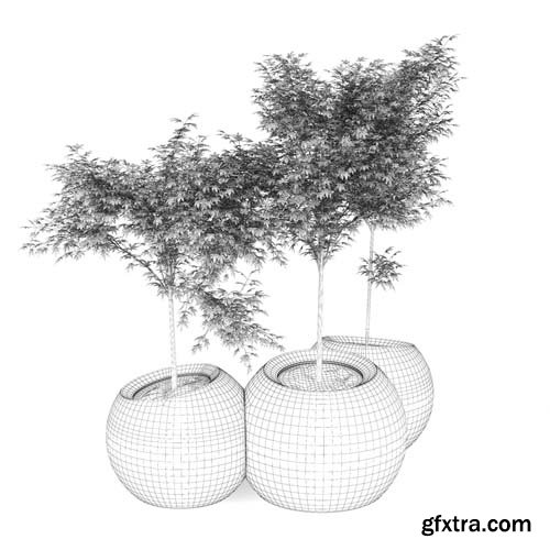 Cgtrader - Japanese Maple Concrete planter round modular contemporary 3D model