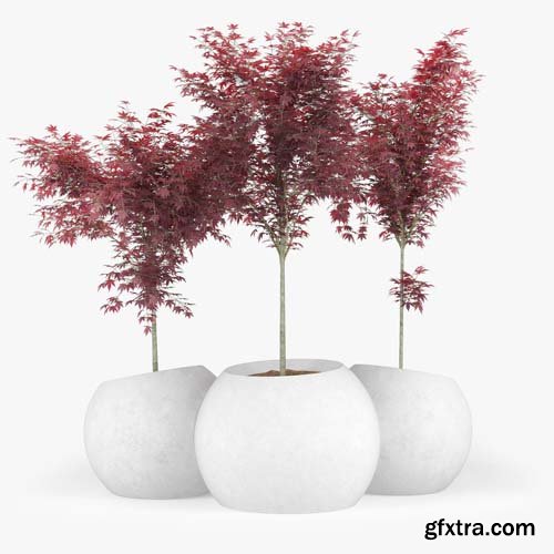 Cgtrader - Japanese Maple Concrete planter round modular contemporary 3D model