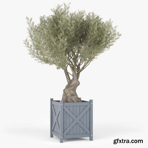 Cgtrader - Olea europaea 3D model