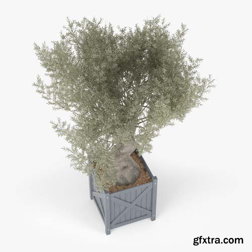 Cgtrader - Olea europaea 3D model