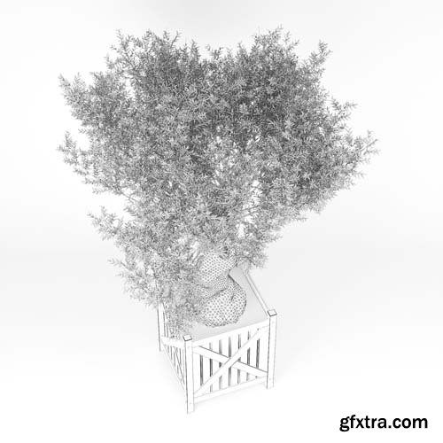 Cgtrader - Olea europaea 3D model