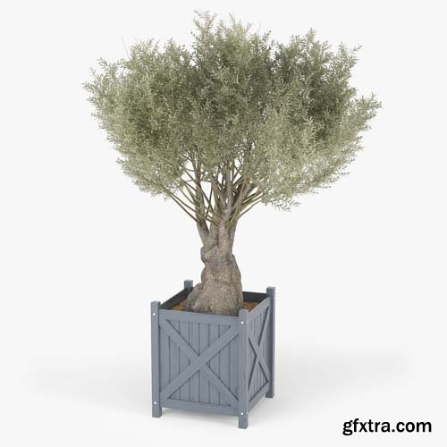 Cgtrader - Olea europaea 3D model