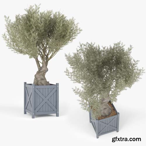 Cgtrader - Olea europaea 3D model