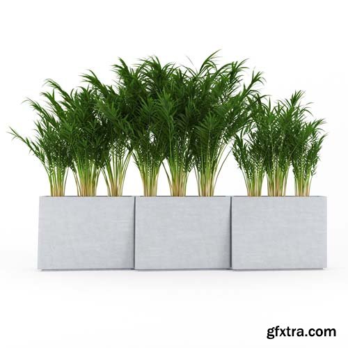 Cgtrader - Twista Contemporary Modern Outdoor Planter Pot Areca Palm 3D model